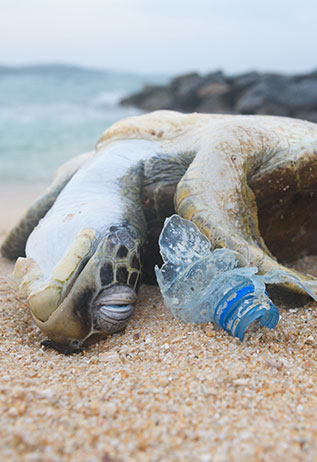 pollution plastique passez au charbon actif pour éviter l'extinction des tortues